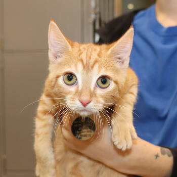 Rescue Domestic Short Hair Cats for Adoption in Port Washington, New York - Tiger | PetCurious