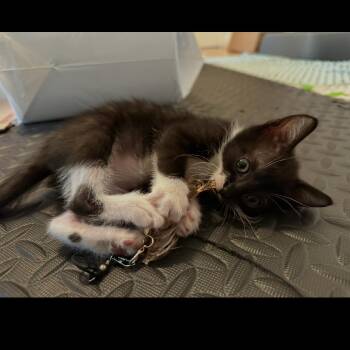 Buttercup -  Domestic Short Hair Cat for Adoption in Grantsville, Utah - Buttercup | PetCurious