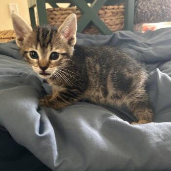 Domestic Short Hair Cats Available for Adoption in Austin, Texas - Indie Rock Music 3 | PetCurious