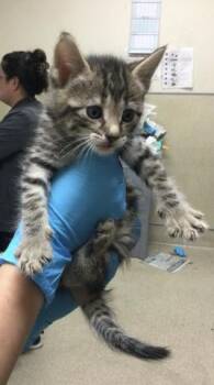 Domestic Short Hair Cats Available for Adoption in Riverside, California - MARGARET | PetCurious