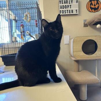 Maynard -  Domestic Short Hair Cat for Adoption in Suisun City, California - Maynard | PetCurious