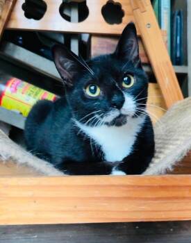 Taylor Messick -  Domestic Short Hair Cat for Adoption in Milton, Delaware - Taylor Messick | PetCurious