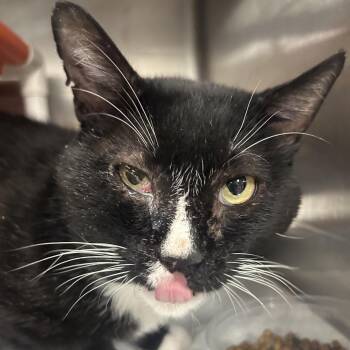 Prescott -  Domestic Short Hair Cat for Adoption in Salt Lake City, Utah - Prescott | PetCurious