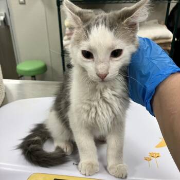 Reggie -  Domestic Short Hair Cat for Adoption in Las Cruces, New Mexico - Reggie | PetCurious