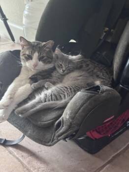 Gandalf the Gray -  Domestic Medium Hair Cat for Adoption in Lafayette, Colorado - Gandalf The Gray | PetCurious