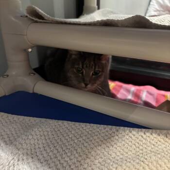 Domestic Short Hair Cats Available for Adoption - Partly Cloudy | PetCurious