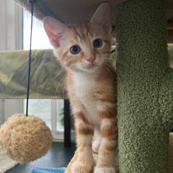 Creamsicle -  Domestic Short Hair Cat for Adoption in Waynesville, North Carolina - Creamsicle | PetCurious