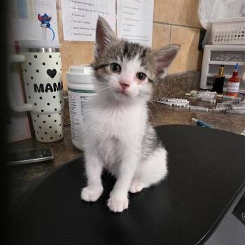 Domestic Short Hair Cats Available for Adoption in Eureka Springs, Arkansas - Piglet | PetCurious