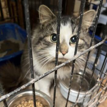 Rescue Domestic Long Hair Cats for Adoption in Mount Airy, Maryland - Monty | PetCurious