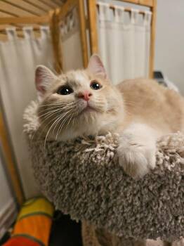 Domestic Short Hair Cats Available for Adoption - Gouda | PetCurious