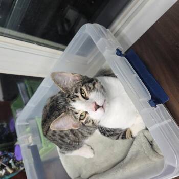 Binx MS -  Domestic Short Hair Cat for Adoption in Schertz, Texas - Binx MS | PetCurious