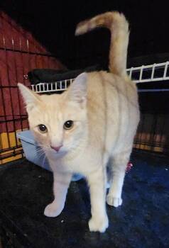 Domestic Short Hair Cats Available for Adoption - Firecracker Kevin | PetCurious