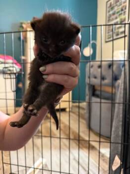 Domestic Short Hair Cats Available for Adoption in Glenfield, New York - Hawk | PetCurious