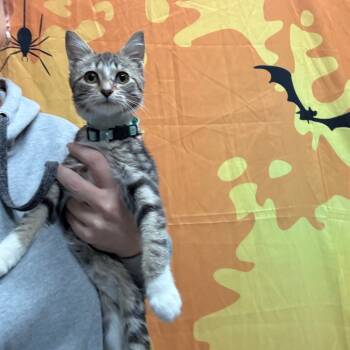 Rescue Domestic Short Hair Cats for Adoption in Normal, Illinois - Sally | PetCurious