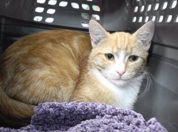 Rescue Domestic Short Hair Cats for Adoption in Omaha, Nebraska - AMANDA | PetCurious