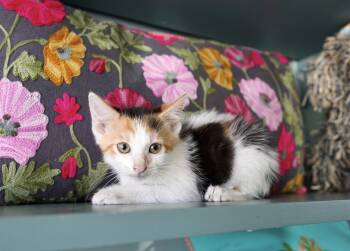 Rescue Domestic Short Hair Cats for Adoption in San Antonio, Texas - Rosemary | PetCurious