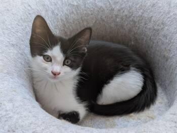 Harris A218332 -  Domestic Short Hair Cat for Adoption in Plano, Texas - Harris A218332 | PetCurious