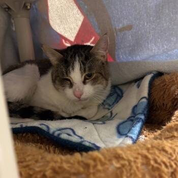 Domestic Short Hair Cats Available for Adoption - Austin | PetCurious