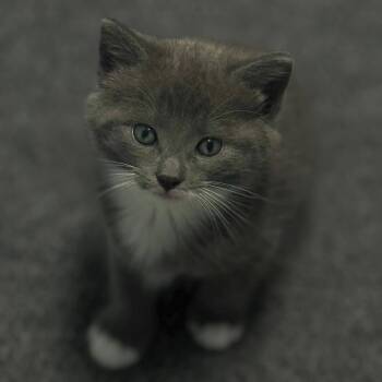 Rescue Domestic Short Hair Cats for Adoption in Pottsville, Pennsylvania - Doriane | PetCurious