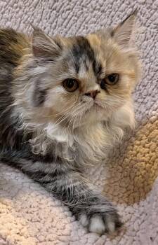 Rescue Persian Cats for Adoption in Allentown, New Jersey - Tessie | PetCurious