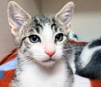 DANNY -  Domestic Short Hair Cat for Adoption in San Clemente, California - DANNY | PetCurious