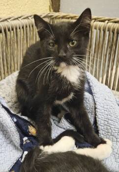 Rescue Domestic Short Hair Cats for Adoption in Sherwood, Arkansas - Bea | PetCurious