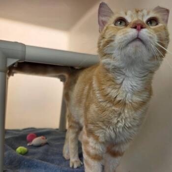 Kirby -  Domestic Short Hair Cat for Adoption in Harrisonburg, Virginia - Kirby | PetCurious