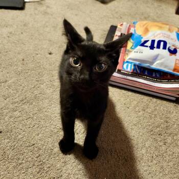 Fortune Teller -  Domestic Short Hair Cat for Adoption in Richmond, Virginia - Fortune Teller | PetCurious