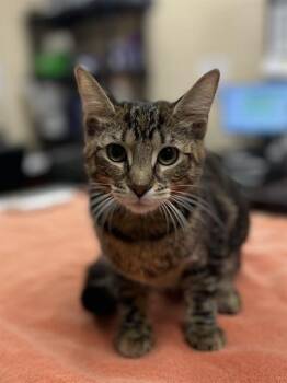 MARIGOLD -  Domestic Short Hair Cat for Adoption in Aliquippa, Pennsylvania - MARIGOLD | PetCurious