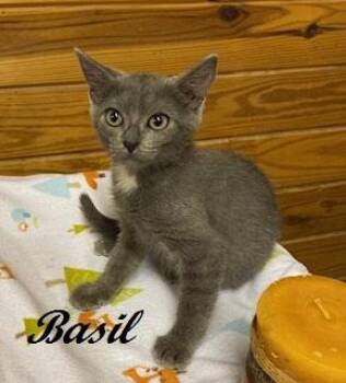 Basil of Baker Street -  Domestic Short Hair Cat for Adoption in Southern Pines, North Carolina - Basil Of Baker Street | PetCurious