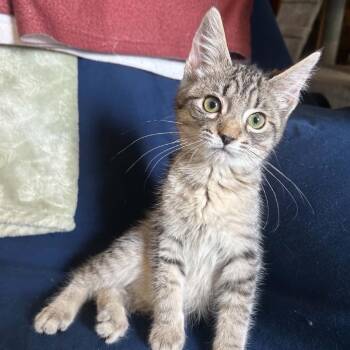 Platypus -  Domestic Short Hair Cat Available for Adoption in Woodbury, New Jersey - Platypus | PetCurious