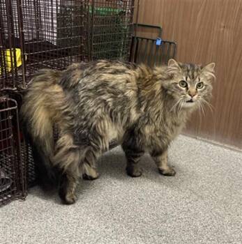 HATTIE -  Domestic Long Hair Cat for Adoption in Loveland, Colorado - HATTIE | PetCurious