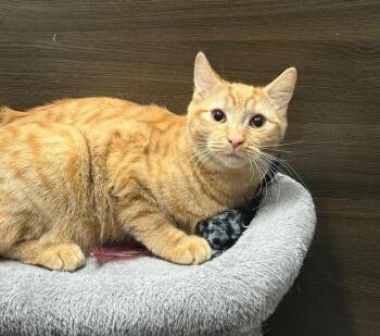 Rescue Domestic Medium Hair Cats for Adoption in Breinigsville, Pennsylvania - Beanie | PetCurious