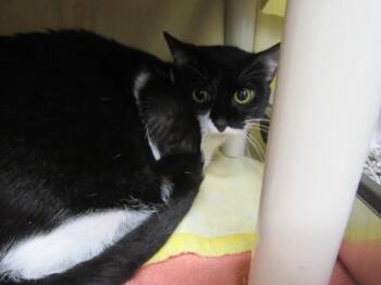 DINK DINK -  Domestic Short Hair Cat for Adoption in Derwood, Maryland - DINK DINK | PetCurious