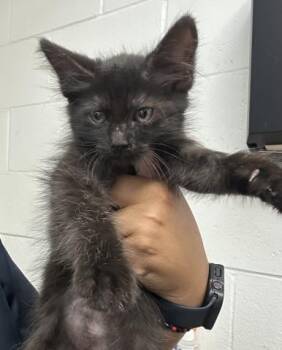MILKYWAY -  Domestic Medium Hair Cat for Adoption in San Bernardino, California - MILKYWAY | PetCurious