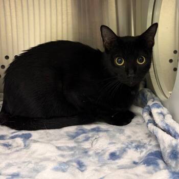 Eightball -  Domestic Short Hair Cat for Adoption in Norman, Oklahoma - Eightball | PetCurious