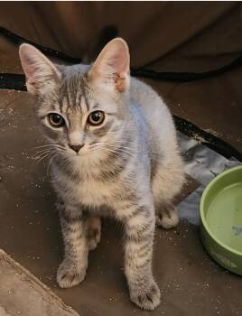 Aspen -  Domestic Short Hair Cat for Adoption in Pasco, Washington - Aspen | PetCurious