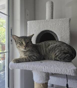 Bubba -  Domestic Short Hair Cat for Adoption in Winter Park, Florida - Bubba | PetCurious