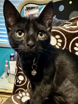 Rescue Domestic Short Hair Cats for Adoption in St. Petersburg, Florida - Ember | PetCurious