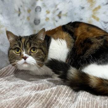 Scottish Fold Cats Available for Adoption in Clearwater, Florida - Scotti Dubai | PetCurious