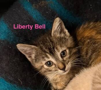 Liberty Bell -  Domestic Short Hair Cat for Adoption in New Bern, North Carolina - Liberty Bell | PetCurious