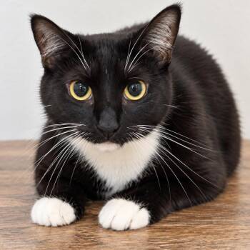 Goose -  Domestic Short Hair Cat for Adoption in Austin, Texas - Goose | PetCurious