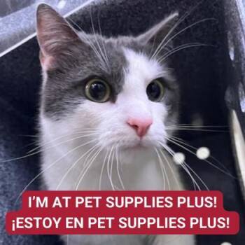 Rescue Domestic Short Hair Cats for Adoption in Carrollton, Texas - Phantom | PetCurious