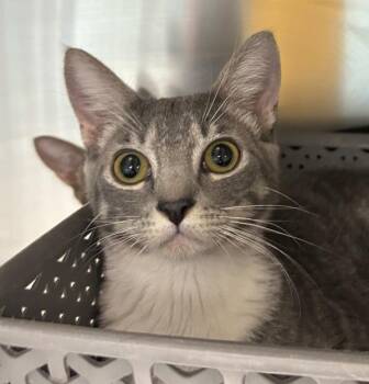Domestic Short Hair Cats Available for Adoption - Cody | PetCurious