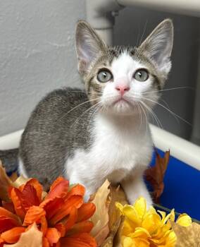 Rescue Domestic Short Hair Cats for Adoption in Stillwater, Oklahoma - 8/21/25 - Kix | PetCurious