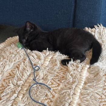 Thing 2 -  Domestic Medium Hair Cat for Adoption in Chattanooga, Tennessee - Thing 2 | PetCurious