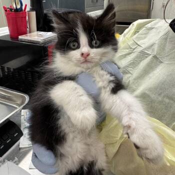Dallas -  Domestic Long Hair Cat for Adoption in Pekin, Illinois - Dallas | PetCurious