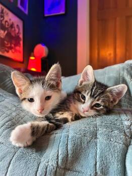 Rescue Domestic Short Hair Cats for Adoption in Minneapolis, Minnesota - Salt / Pepper | PetCurious