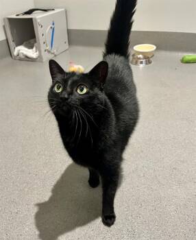MILA -  Domestic Short Hair Cat for Adoption in San Francisco, California - MILA | PetCurious
