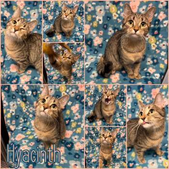 Domestic Short Hair Cats Available for Adoption in Naperville, Illinois - Hyacinth | PetCurious